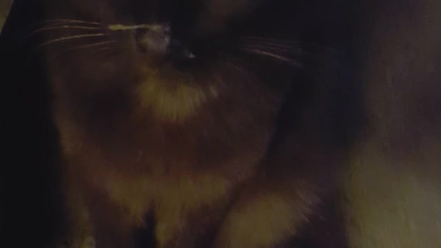 black cat in the night
