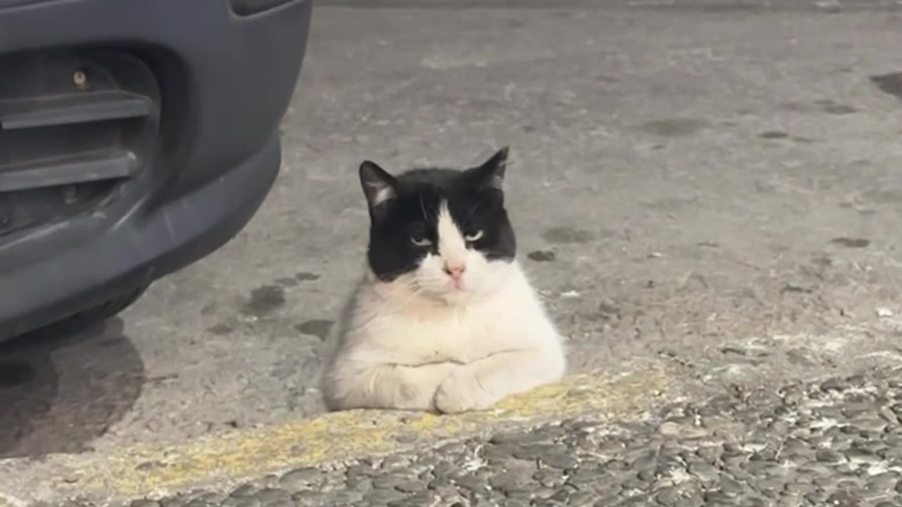 Distinguished Cat Sits Like Gentleman On Sidewalk