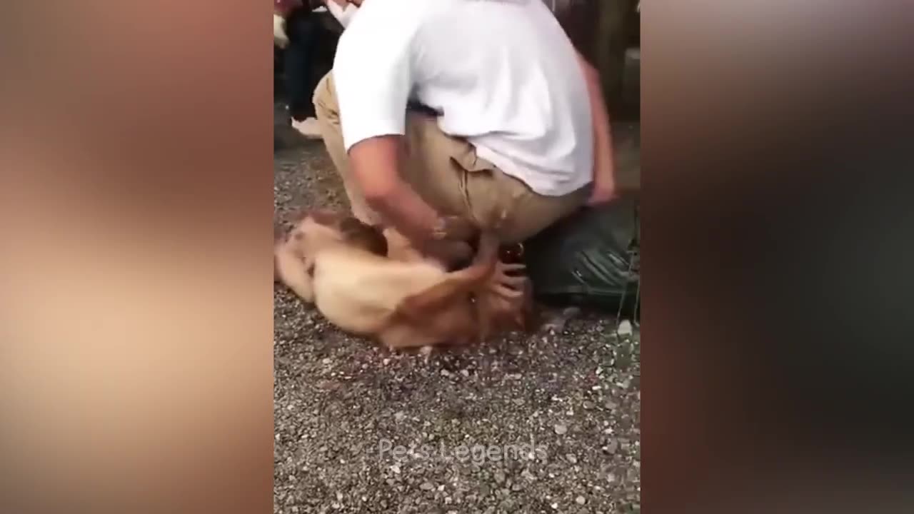 Pets funny videos compilation 2023