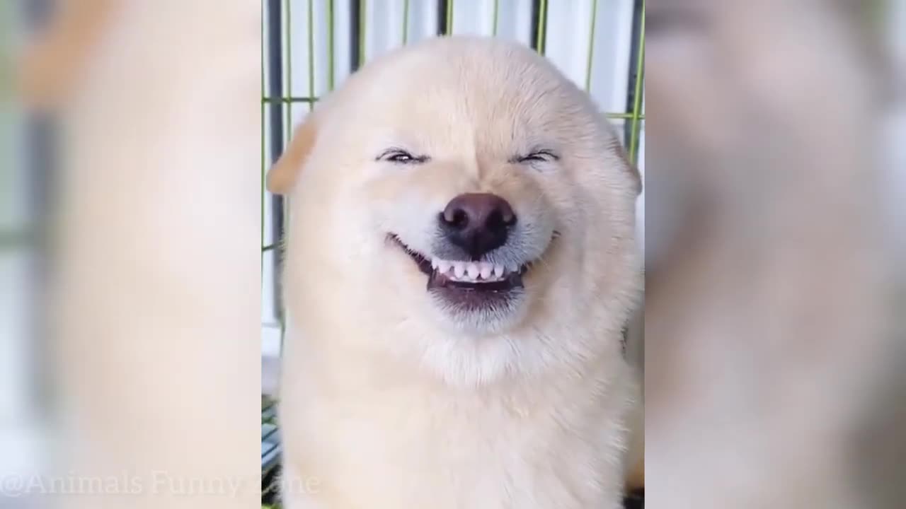 Funny Animal Videos 😂 || Funniest Cats And Dogs 🤣 Part 1