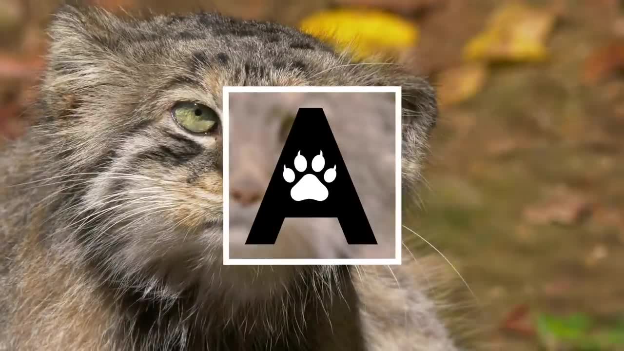 Pallas’s Cat: The Original Grumpy Cat