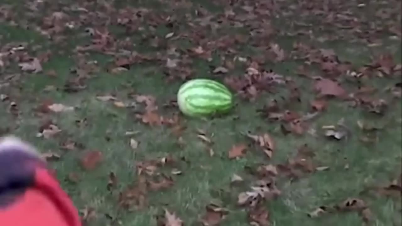 2# The Ultimate Watermelon Experiment_ Rubber Buckshot Impact on Human Male