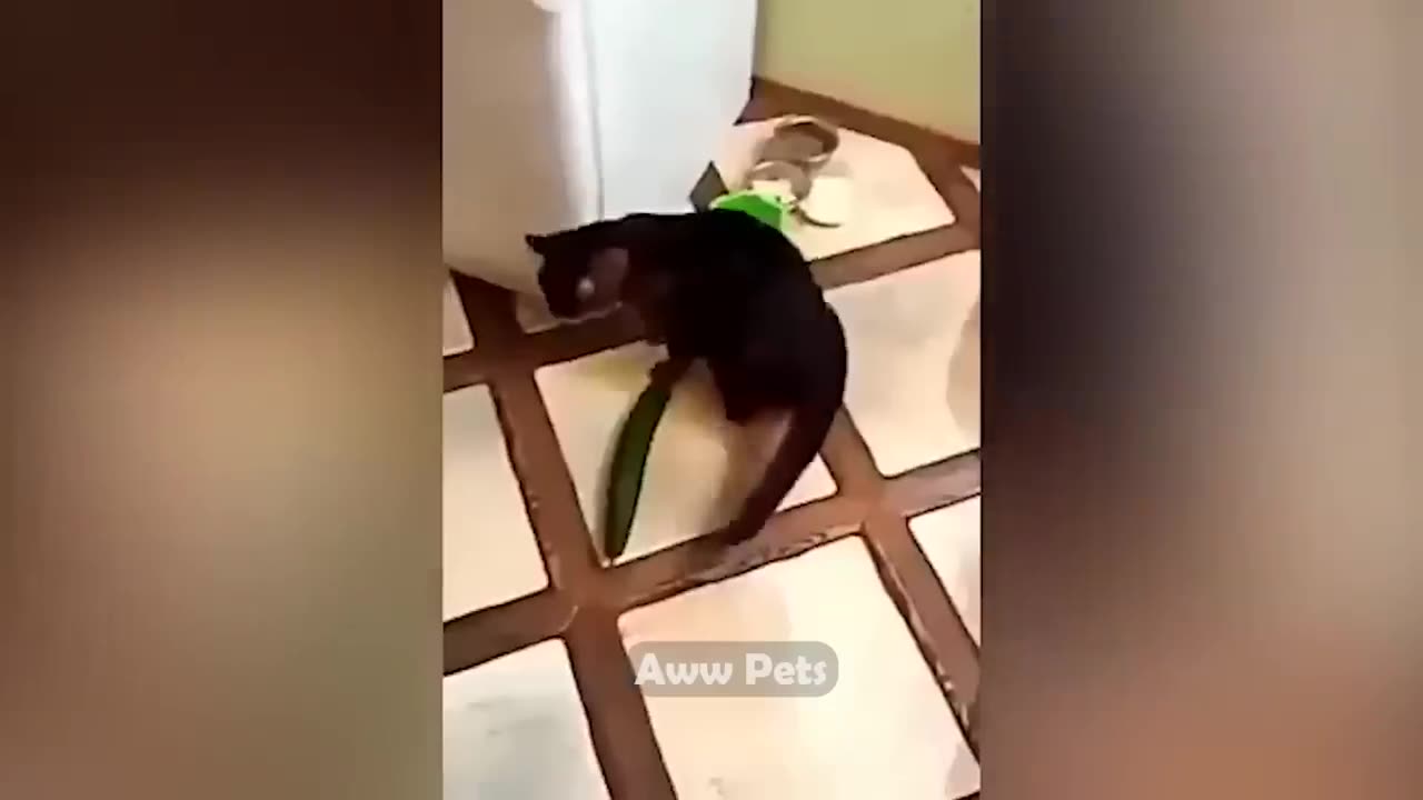 Funniest Animals 2022 π Funniest Cats and Dogs πΊπΆ _Aww Pets