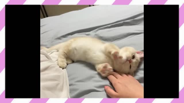 Cute Sleepy Cat! ~ Cute Kitty & Relaxing Piano Music