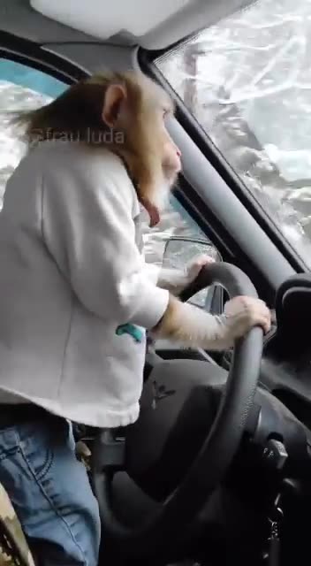 A monkey driving a car