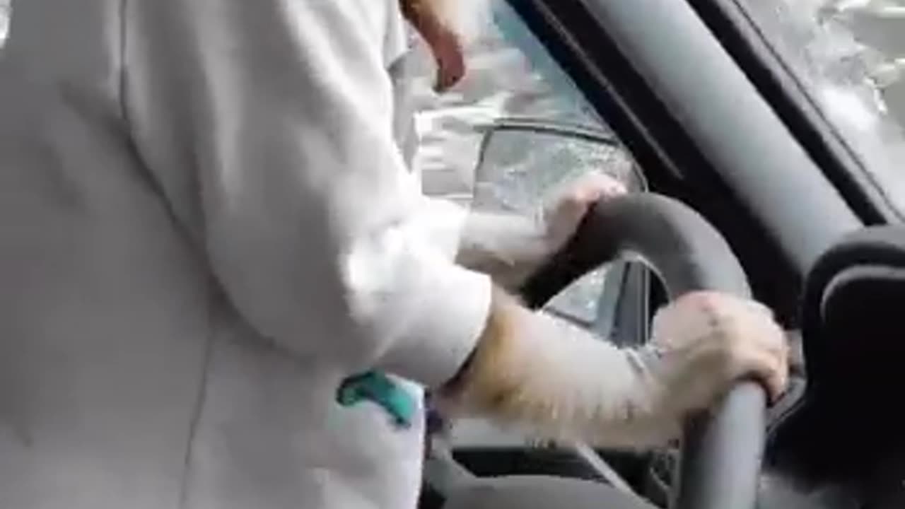 A monkey driving a car