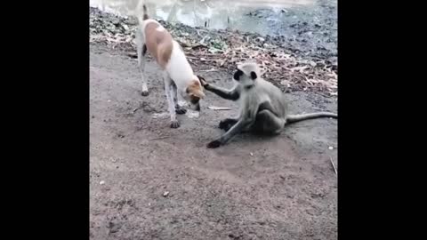 The monkey plays with the dog