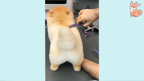 Angry - Funny Dogs of TikTok 😮 - angry Pet videos 😱