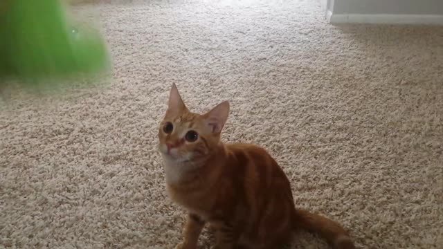 Nacho the cat loves to play fetch