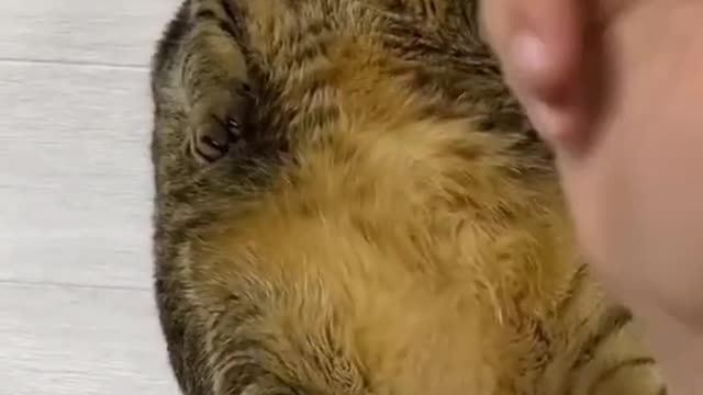 Bang,Bang, Bang...Super Cute Cat.