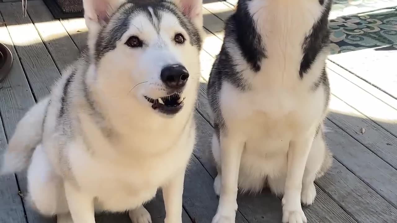 Male vs Female Husky Dog Tricks!!! WHO'S BETTER-