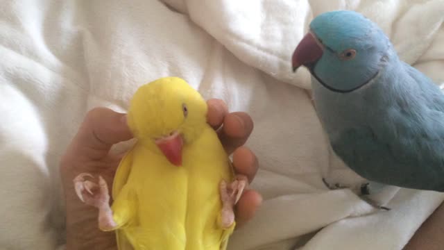 Parrot jealous of companion's attention