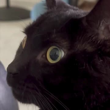 Adopting a Cat from a Shelter Vlog - Cute Precious Piper Has a Sweet Beautiful Face #shorts