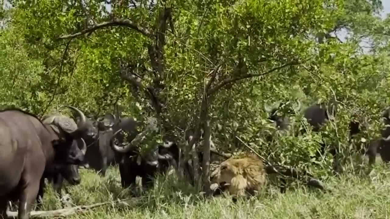 OMG! The Lion's Leg Was Bitten Off By Hyena During A Fierce Confrontation Over Food - Lion Vs Hyenas