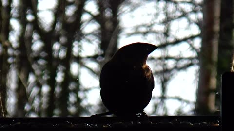 Cowbird