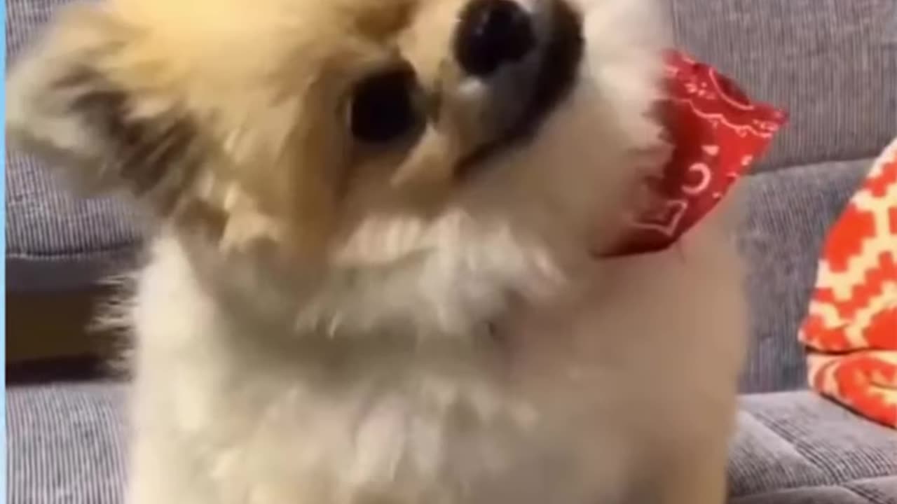 Cute dog with funny reaction