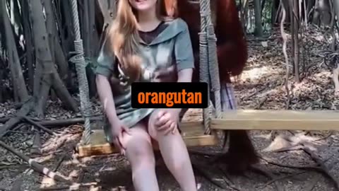 Adorable Orangutan Expresses Love Through Photography and Hugs!