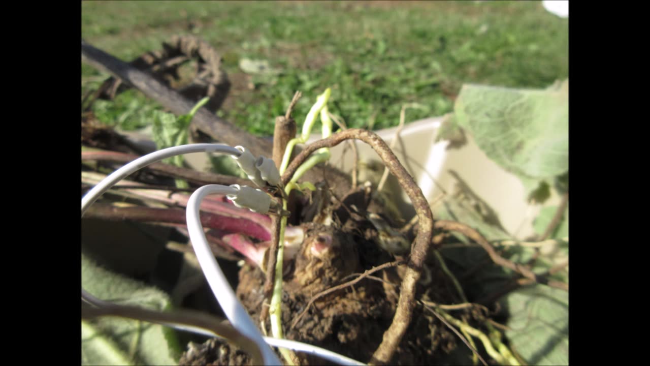 Roots At Harvest Elecampane Root Oct 2022