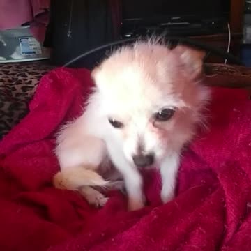 Aye Chihuahua Tito Explain why your here