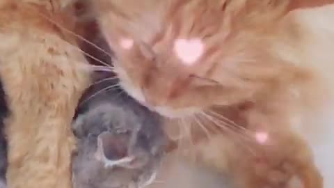 Cute and Lovely Kittens Cats ever #shorts | Viral Cat