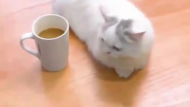 #laugh #cats #cat #fun #🤣🤣🤣 #animals #funny #wee #animal #funnyvideos #funnyvideo