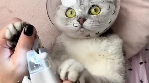 Cute Cat