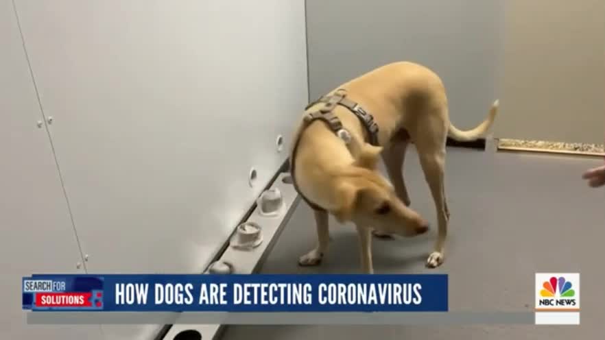 My Thoughts on the Covid Sniffing Dogs & its Not Good