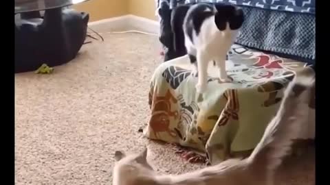 Funny moments cat