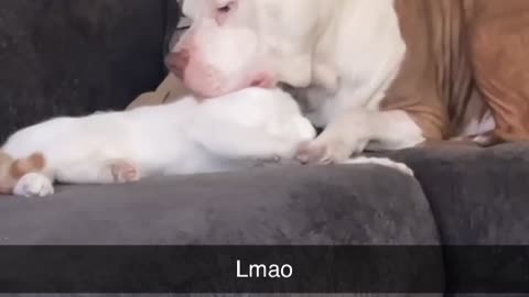 Pitbull Fits Mouth Over Cat's Noggin