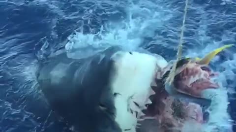 Slow Motion Shark Attack - Must see