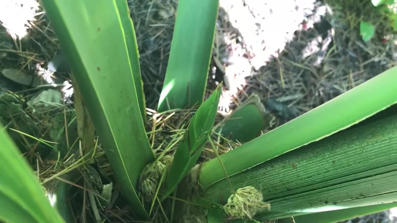 Sabal minor bloom stalk starting