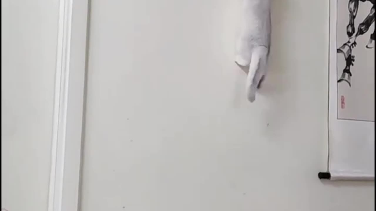 DO YOU THINK the CAT actually knew 🤣