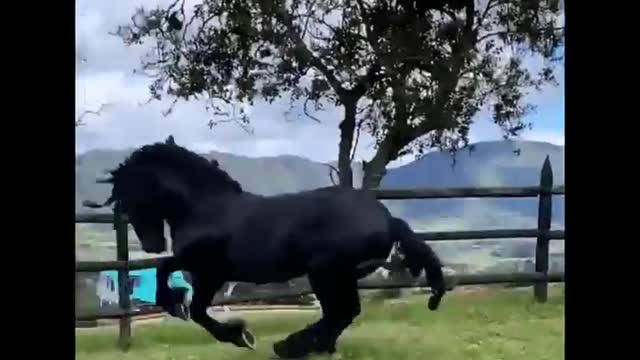 Horse SOO Cute! Cute And funny horse Videos Compilation cute moment #22