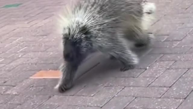 Is this animal covered in thorns?