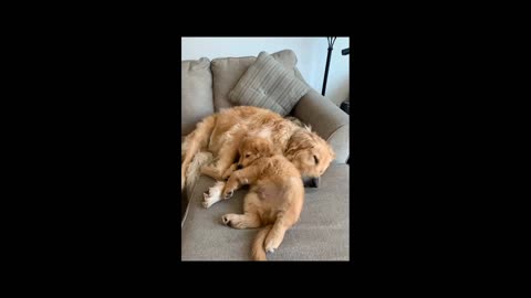 😇Golden Retriever ecstatic over new puppy addition🤗--PART 2😊.