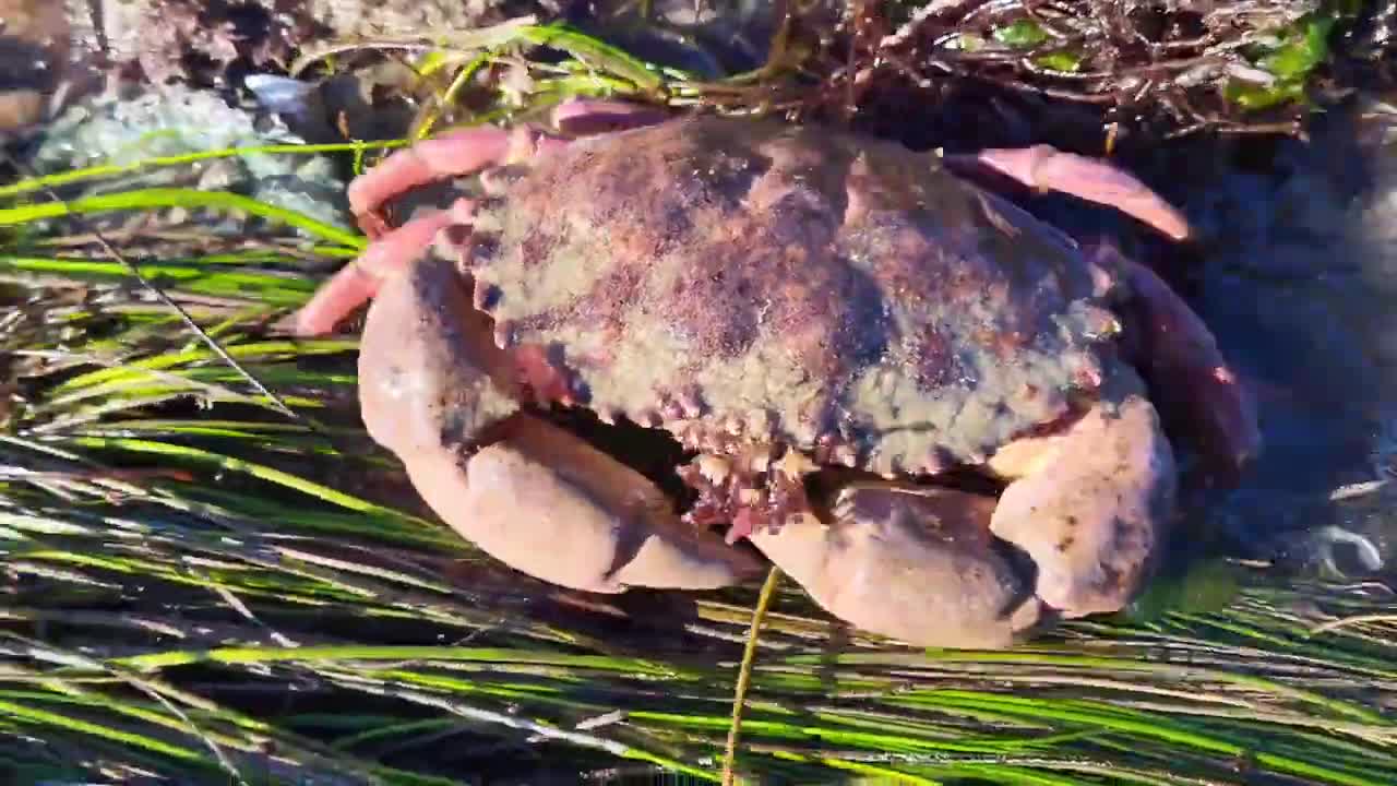 Lots of crabs and octopus on low tide days.🦀🐙🦀