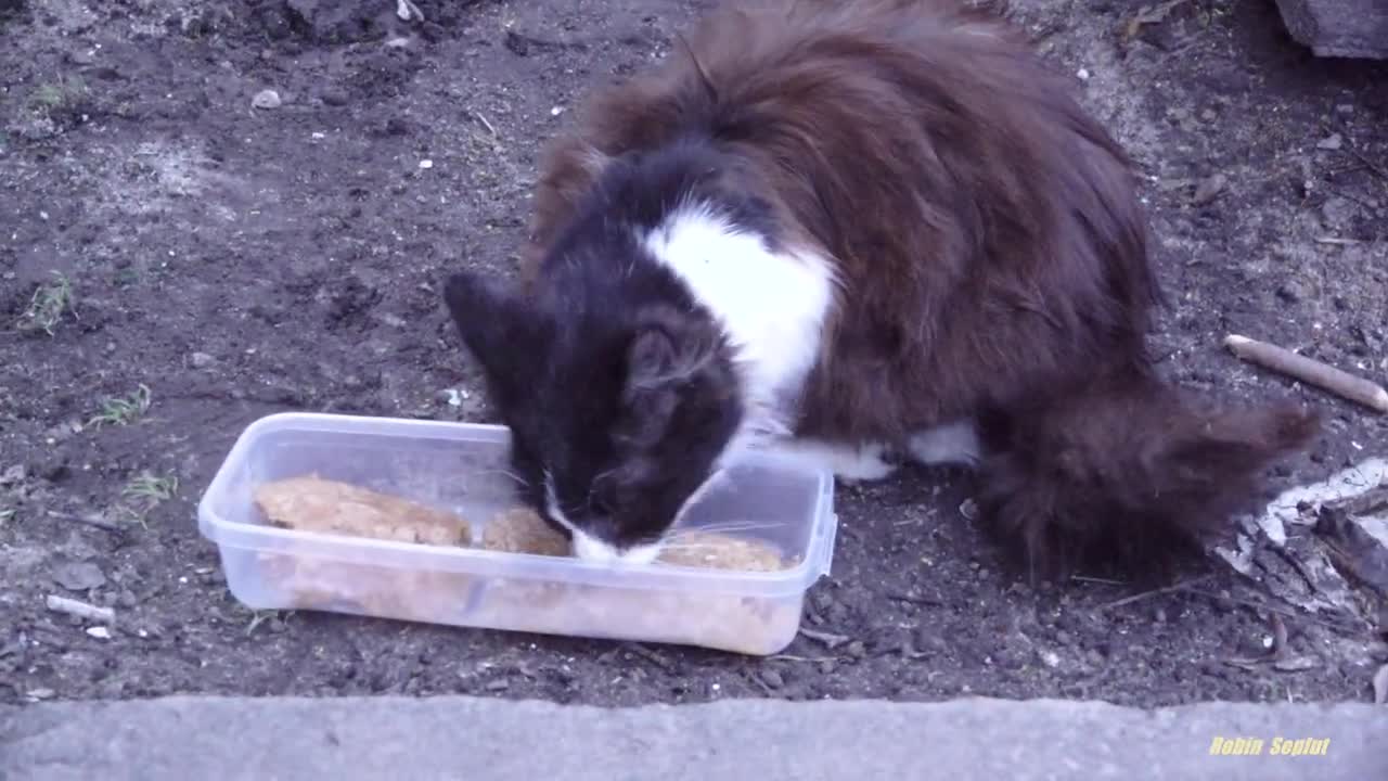 Tuxedo cat is waiting for food