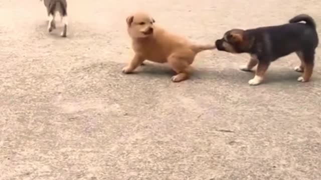 Funny Animals Video #3