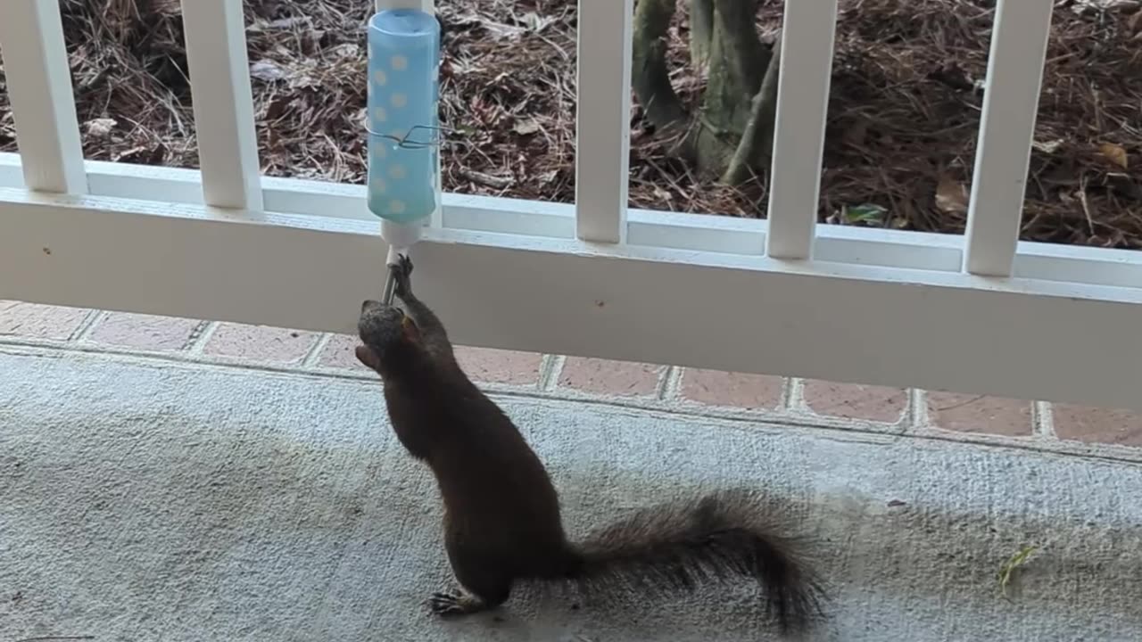 Squirrel Drinks From Porch-Mounted Bottle