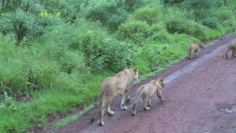 A female lion walks with babies along a road in Africa