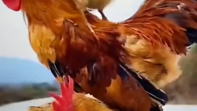 Funny mother chicken and daddy chicken and baby chicken together playing