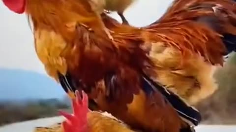 Funny mother chicken and daddy chicken and baby chicken together playing