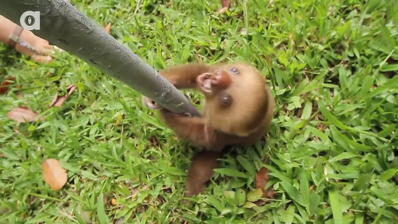 O que diz uma preguiça