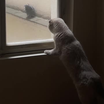 very Atitude in cat for ✌😎😘