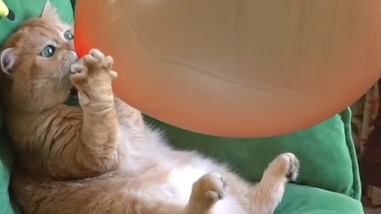 Cute cat 🐱 & balloon 🎈