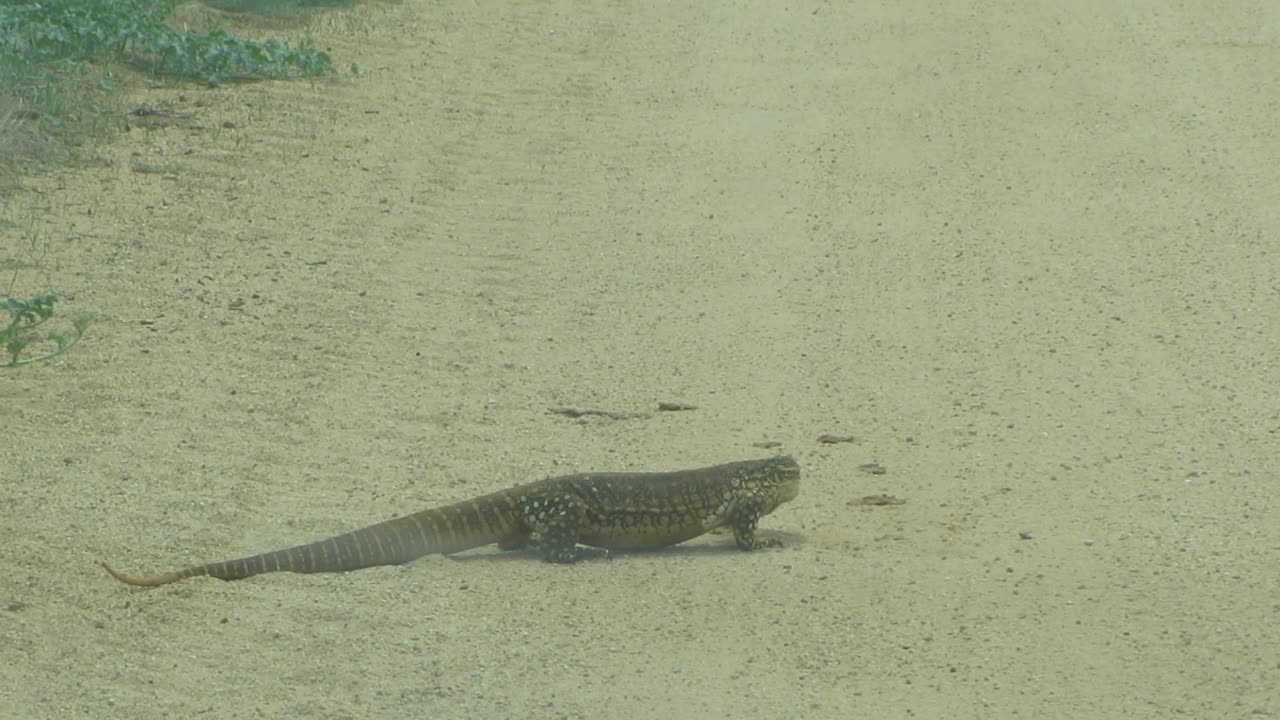 MASSIVE LIZARD IN AUSTRALIAN OUTBACK