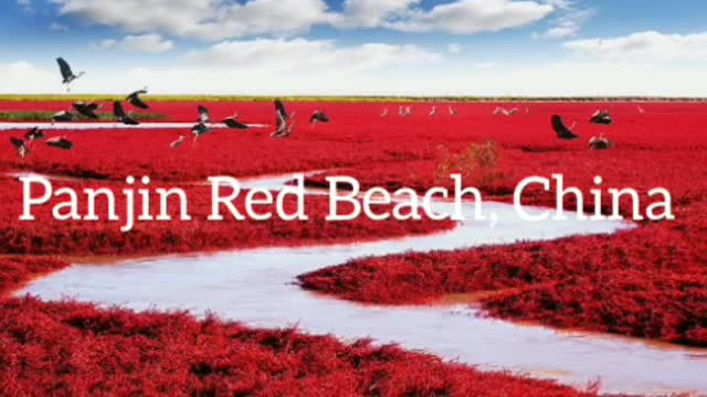 Did You Know? Panjin Red Beach, China || FACTS || TRIVIA