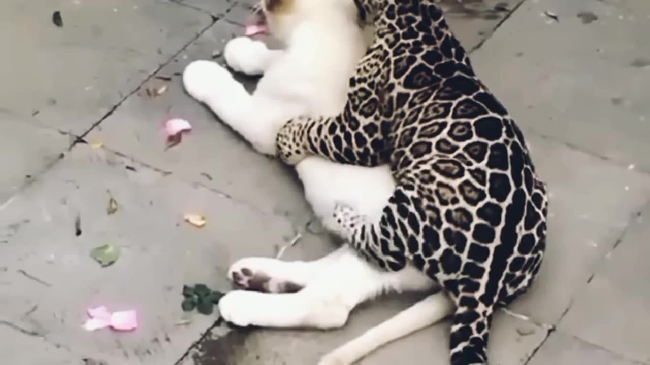 Jaguar and White tiger cudling