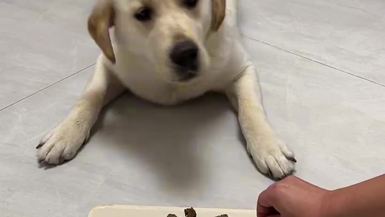 DOG Teaching | Dog Training Tips | Dog Food | Dog Training Videos