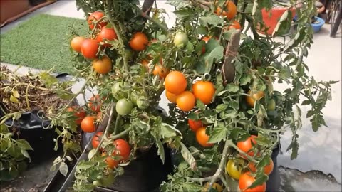 Growing tomato plant